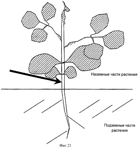 Регулятор роста растений и его применение (патент 2415573)