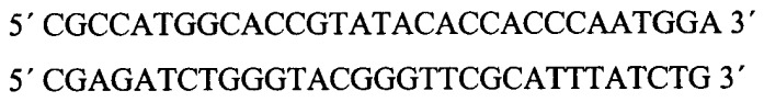 Рекомбинантные плазмидные днк pqe-60-tnfr-crmb-ind-67 и pfastbac1-g2r-dsecret, содержащие фрагмент генома вируса натуральной оспы, кодирующий фактор некроза опухолей связывающий домен белка crmb и штамм бакуловируса bv/g2r-dsecret, продуцирующий секретируемый фно-связывающий белок crmb вируса натуральной оспы с делетированным secret-доменом (патент 2471869)