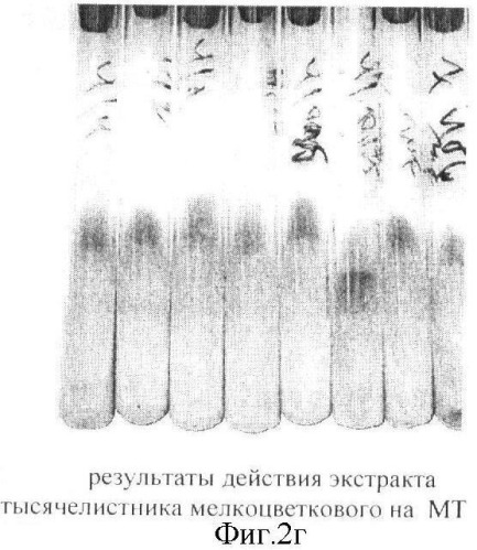 Экстракт солодки голой, обладающий противотуберкулезной активностью (патент 2362577)