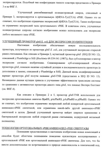 Система экспрессии компонентов ортогональной трансляции в эубактериальной клетке-хозяине (патент 2467069)