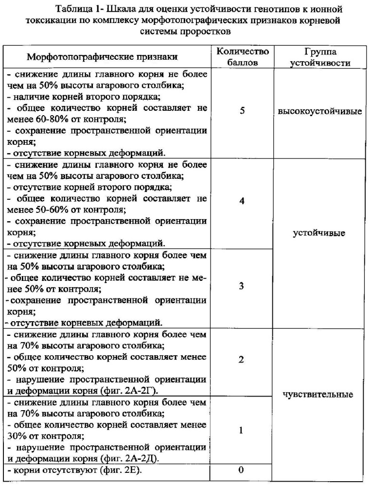 Морфотопографический способ оценки устойчивости сельскохозяйственных растений к ионной токсикации алюминием (патент 2608654)