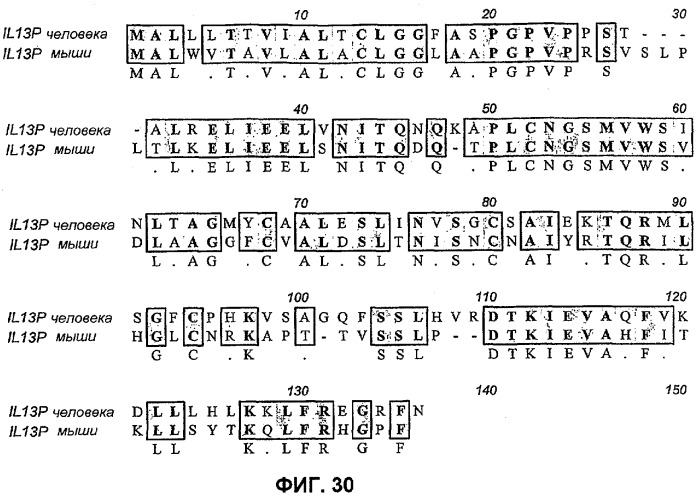 Молекулы антител человека к il-13 (патент 2387667)