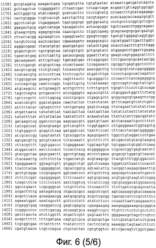 Рекомбинантная вакцина от птичьего гриппа и её применение (патент 2559527)