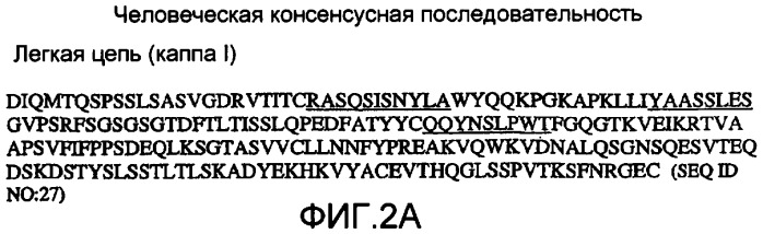 Гуманизированные антагонистические антитела против бета7 и их применение (патент 2453558)