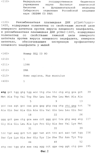 Рекомбинантная плазмидная днк pclm4/hygro-14d5, кодирующая полипептид со свойствами легкой цепи химерного антитела против вируса клещевого энцефалита, и рекомбинантная плазмидная днк pchm2-14d5, кодирующая полипептид со свойствами тяжелой цепи химерного антитела против вируса клещевого энцефалита, химерное антитело, обеспечивающее экстренную профилактику клещевого энцефалита у мышей (патент 2550252)