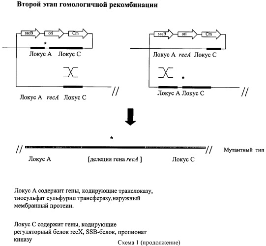 Способ стабилизации вакцинного туляремийного штамма (патент 2457249)