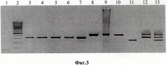 Штамм &quot;вниизж 2003&quot; вируса оспы коз variola virus caprinum для изготовления биопрепаратов для диагностики и специфической профилактики оспы коз (патент 2389791)