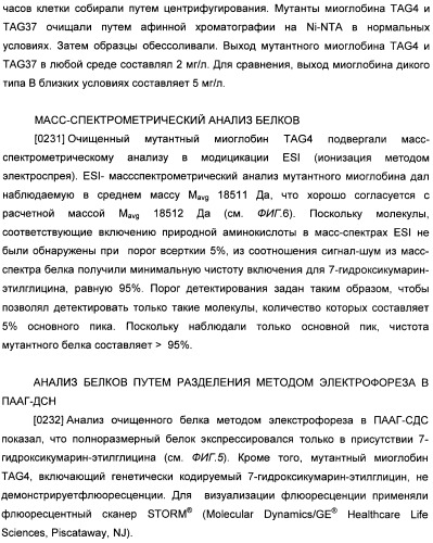 Генетически кодируемые флюоресцентные кумариновые аминокислоты (патент 2473690)
