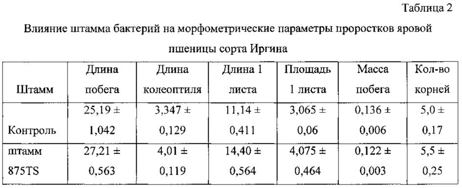 Штамм микроорганизма bacillus cereus 875 ts в качестве средства повышения продуктивности растений (патент 2624032)