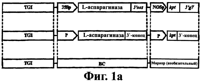 Молекулярный контроль сегрегации трансгенов и их утечки с использованием системы возмещаемого блокирования функции (патент 2270866)