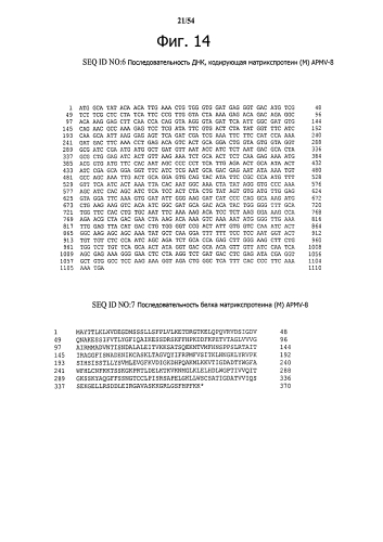 Способ получения рекомбинантного вирусного вектора apmv-8 (патент 2592544)