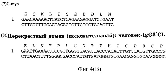 Одноцепочечное цикличное триспецифическое антитело (патент 2355705)