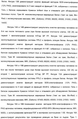 Фармацевтический препарат и способ лечения злокачественных опухолей у человека с помощью аргининовой депривации (патент 2335539)