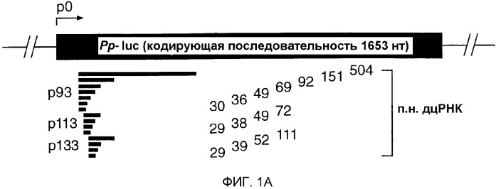 Малые молекулы рнк, опосредующие интерференцию рнк (патент 2322500)