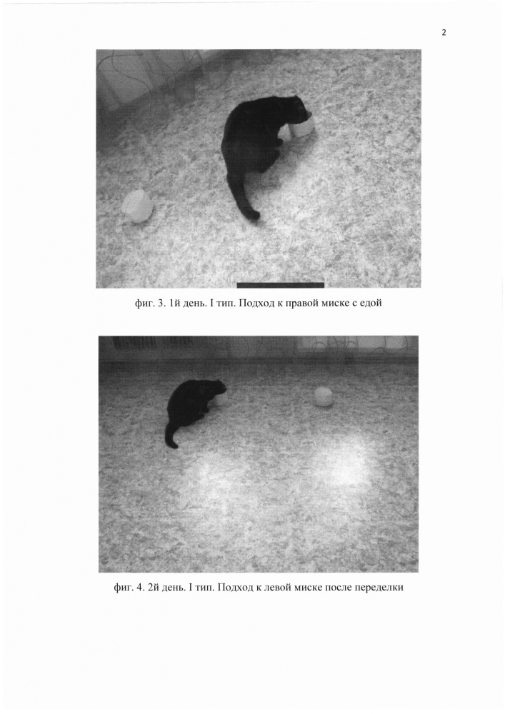Способ определения типа высшей нервной деятельности домашних кошек (felis catus, l. 1758) (патент 2649865)