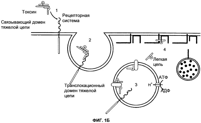 Способы лечения мочеполовых-неврологических расстройств с использованием модифицированных клостридиальных токсинов (патент 2491086)