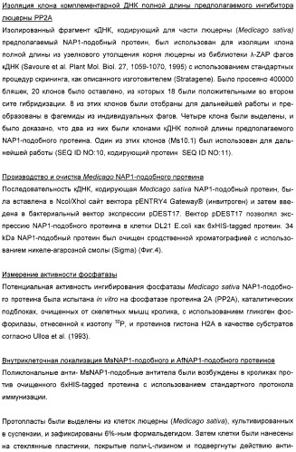 Способ повышения выхода семян растения, способ производства трансгенного растения, имеющего повышенную урожайность семян, генная конструкция для экспрессии в растении и трансгенное растение (патент 2409938)