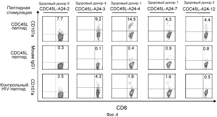 Пептиды cdc45l и вакцины, включающие таковые (патент 2562160)