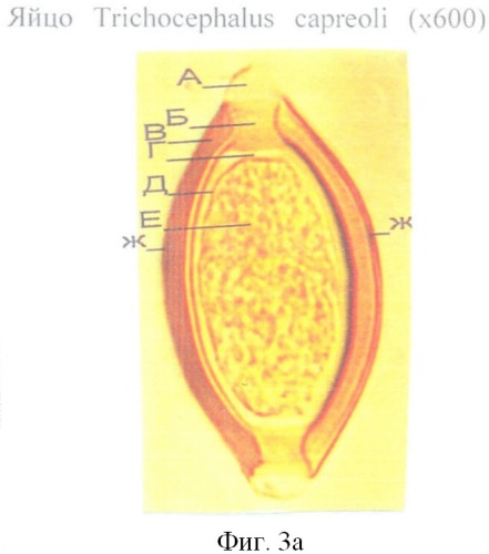 Способ прижизненной дифференциальной диагностики трихоцефал тrichocephalus ovis, trichocephalus skrjabini и trichocephalus capreoli жвачных животных (патент 2396069)