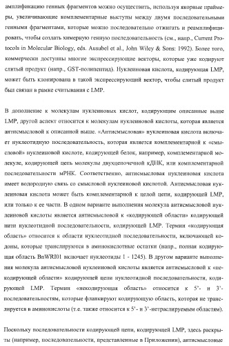 Молекулы нуклеиновых кислот, кодирующие wrinkled1-подобные полипептиды, и способы их применения в растениях (патент 2385347)