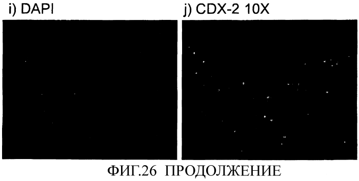 Способ получения популяции клеток, экспрессирующих маркеры плюрипотентности и маркеры, характерные для линии сформированной эндодермы (патент 2553538)