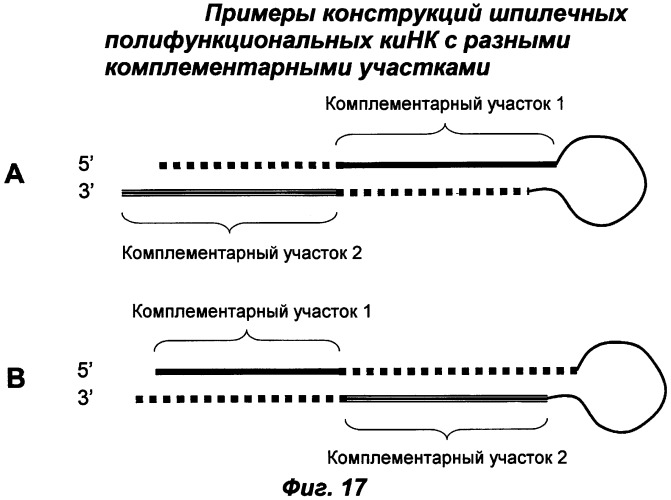 Молекулы химически модифицированной короткой интерферирующей нуклеиновой кислоты, которые опосредуют интерференцию рнк (патент 2418068)