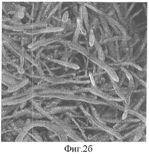 Культура корня hed.th. (hedysarum theinum krasnob.) - продуцент изофлавонов (патент 2360964)