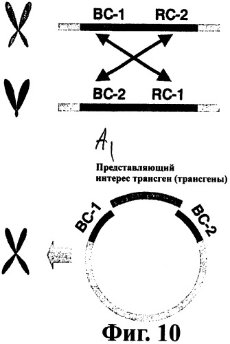 Молекулярный контроль сегрегации трансгенов и их утечки с использованием системы возмещаемого блокирования функции (патент 2270866)