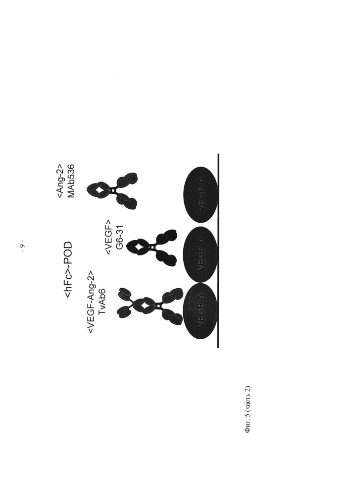 Биспецифические анти-vegf/анти-ang-2 антитела (патент 2640253)