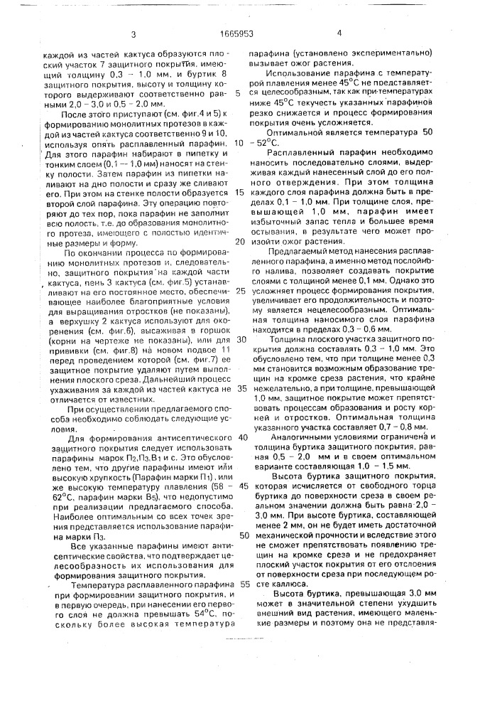 Способ разведения кактусов, выращиваемых на подвоях, ершова е.а. (патент 1665953)