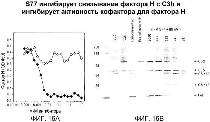 Антитела против c3b и способы профилактики и лечения связанных с комплементом нарушений (патент 2473563)