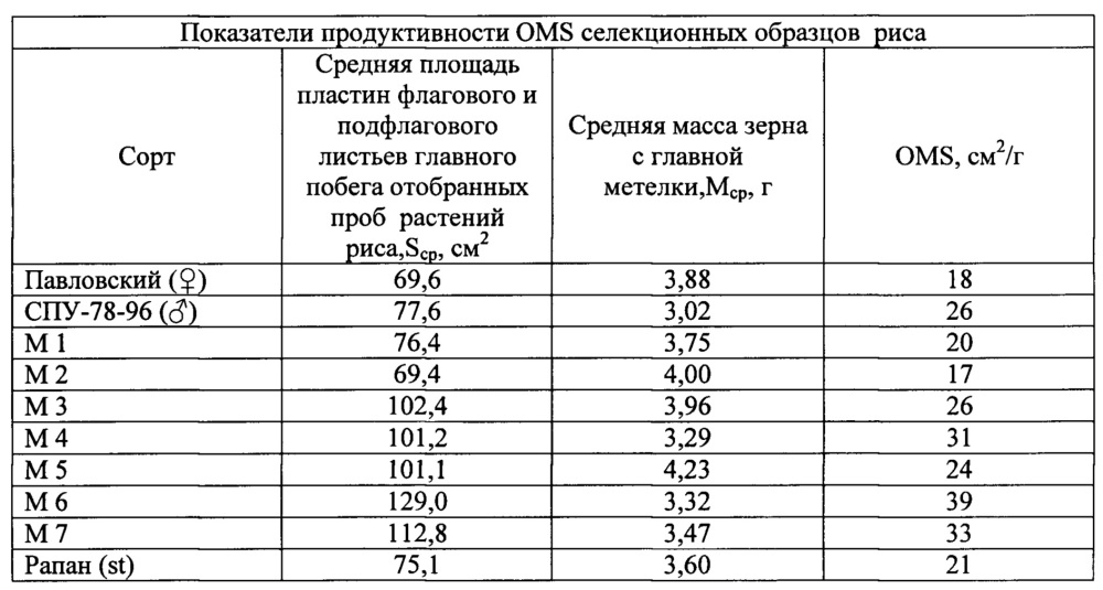 Способ отбора наиболее продуктивных образцов риса (патент 2637366)