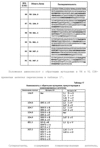 Белки, связывающие il-12/p40 (патент 2461571)