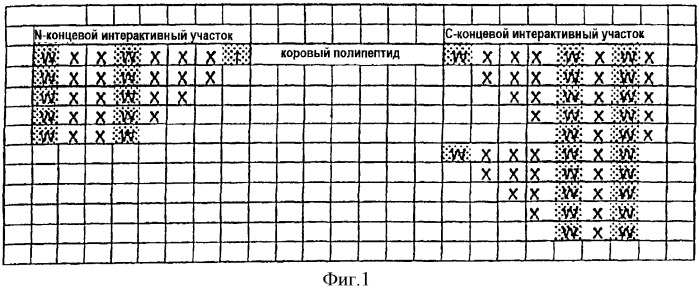 Гибридные полипептиды с усиленными фармакокинетическими свойствами (патент 2279883)