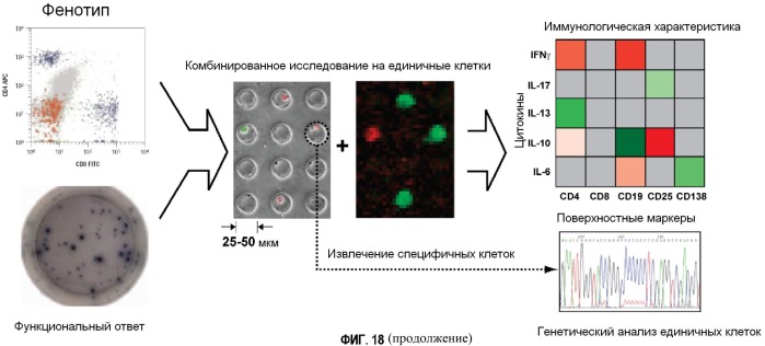 Способ диагностики аллергических реакций (патент 2536291)