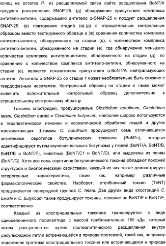 Иммунологические анализы активности ботулинического токсина серотипа а (патент 2491293)