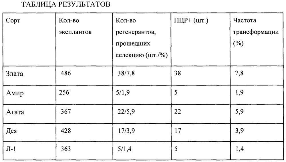 Способ получения трансгенных растений пшеницы с использованием биобаллистики (патент 2646108)