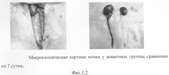 Способ моделирования пиелонефрита (патент 2289852)