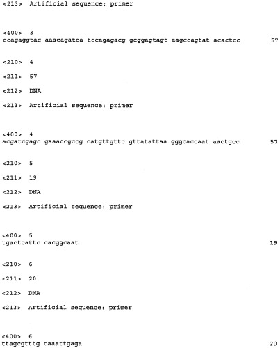 Способ получения l-аминокислот с использованием бактерии, принадлежащей к роду escherichia, в которой инактивирован ген leuo (патент 2312894)