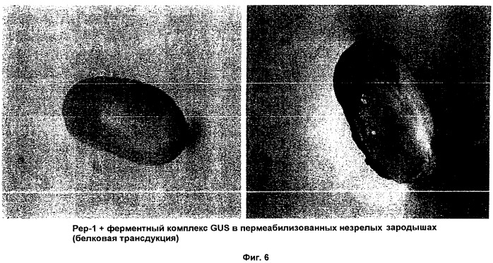 Способ трансфекции и трансдукции растительных клеток (патент 2485180)