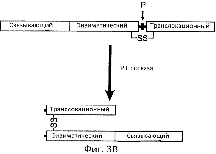 Разрушаемые клостридиальные токсины (патент 2561465)