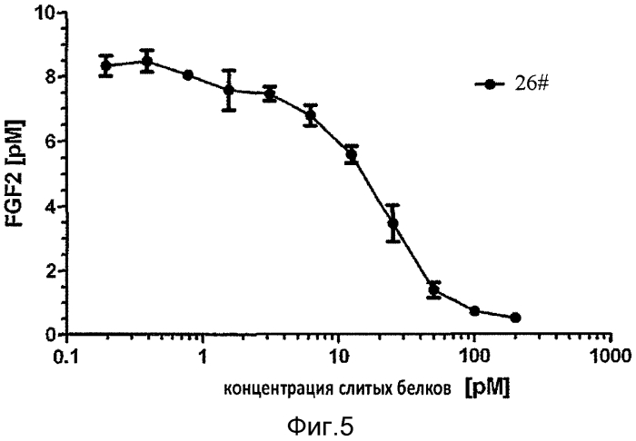 Fgf-r-fc слитый белок и его использование (патент 2560573)