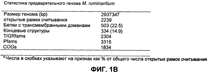 Проникающие в клетку пептиды и полипептиды для клеток микроорганизмов (патент 2526511)