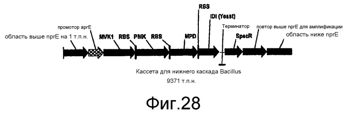 Полимеры изопрена из возобновляемых источников (патент 2505605)