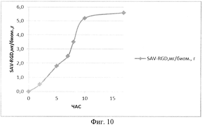 Способ получения рекомбинантного белка sav-rgd (патент 2577138)