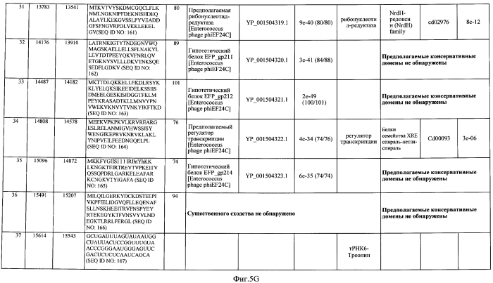 Бактериофаг, обладающий активностью против pseudomonas aeruginosa, белки бактериофага и способы их применения (патент 2580248)