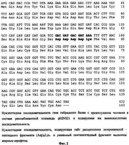 Штамм бактерий escherichia coli jm109/phins21 - продуцент гибридного белка с проинсулином человека и способ получения проинсулина человека (патент 2376368)
