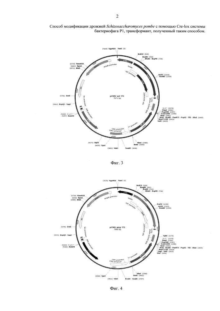 Способ модификации дрожжей schizosaccharomyces pombe с помощью cre-lox системы бактериофага р1, трансформант, полученный таким способом, и способ микробиологического синтеза молочной кислоты (патент 2652877)