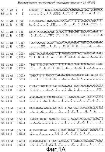 Оптимизированная экспрессия hpv 58 l1 в дрожжах (патент 2370538)