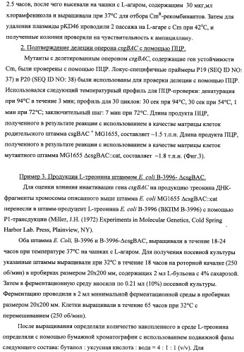 Способ получения l-треонина с использованием бактерии, принадлежащей к роду escherichia, модифицированной таким образом, что в ней нарушена способность к образованию ворсинок типа &quot;керли&quot; (патент 2338782)